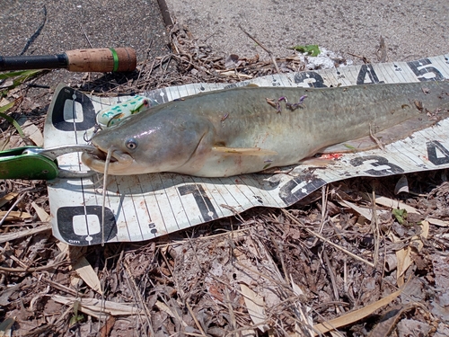 ナマズの釣果