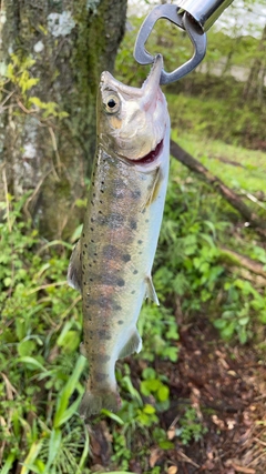 ヤマメの釣果