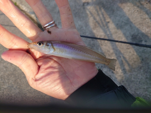 キスの釣果