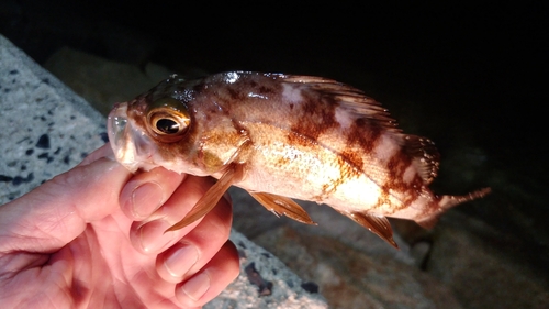 メバルの釣果