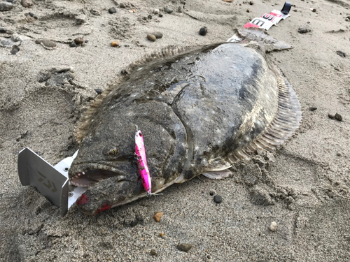 ヒラメの釣果