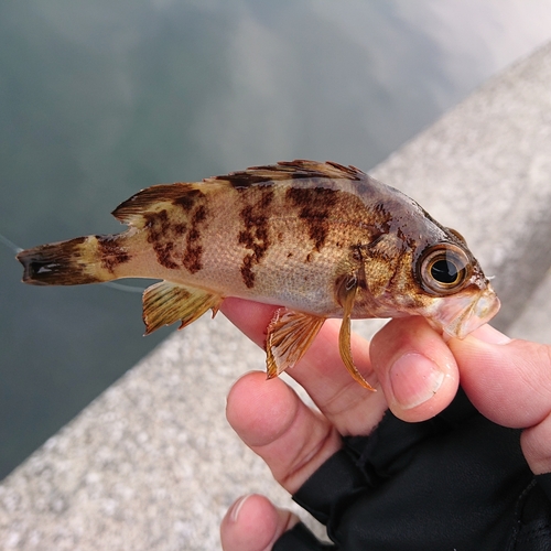 メバルの釣果