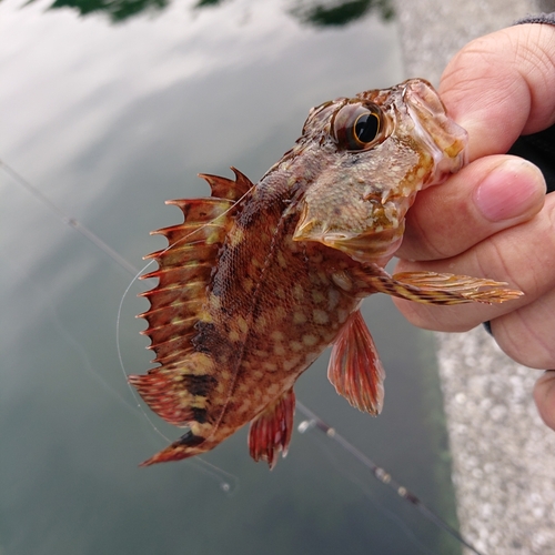 アラカブの釣果