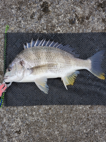 キビレの釣果