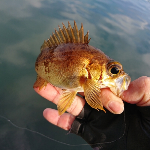 メバルの釣果