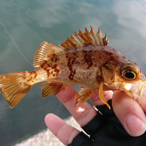 メバルの釣果