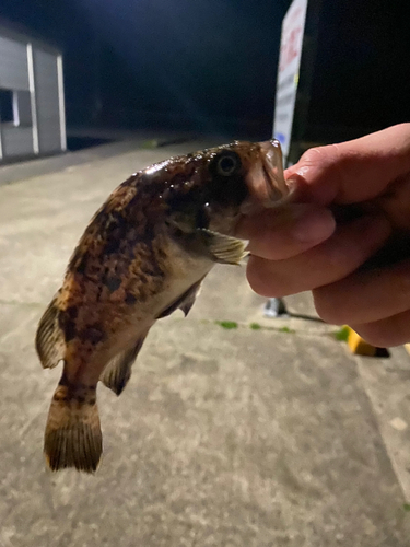 ムラソイの釣果