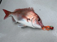 マダイの釣果