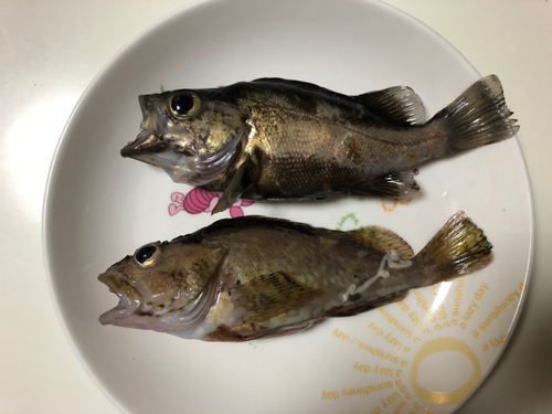 メバルの釣果