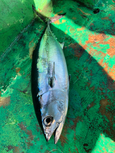 メバチマグロの釣果