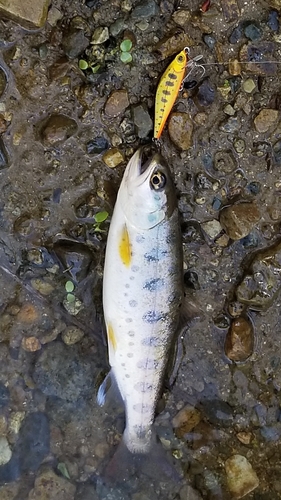 ヤマメの釣果