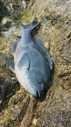 メジナの釣果