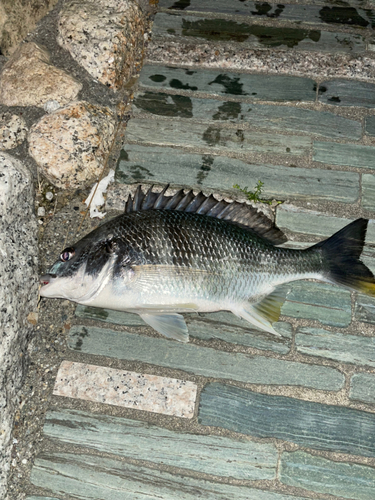 キビレの釣果