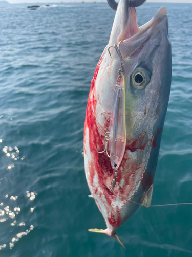 ハマチの釣果