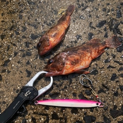 カサゴの釣果