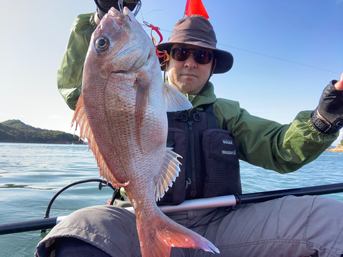 マダイの釣果