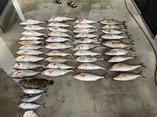 カンパチの釣果