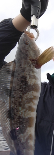 ホッケの釣果