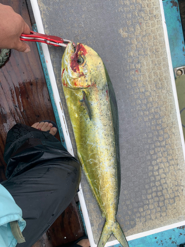 シイラの釣果