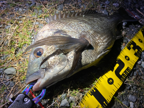 クロダイの釣果