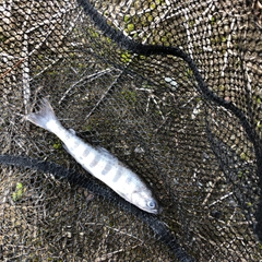 アマゴの釣果