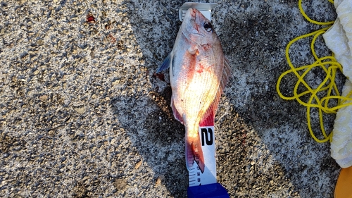 マダイの釣果