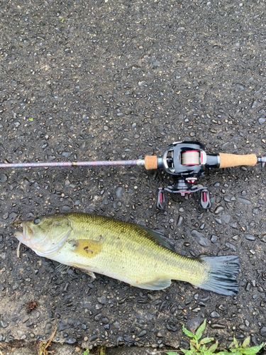 ブラックバスの釣果