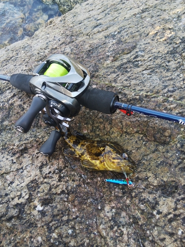 タケノコメバルの釣果