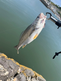 ニベの釣果