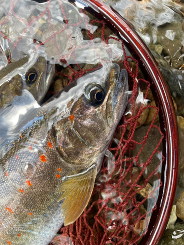 アマゴの釣果