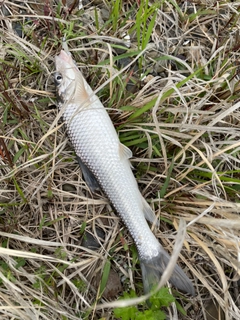 ニゴイの釣果