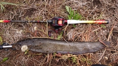 ナマズの釣果