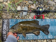 スモールマウスバスの釣果