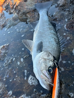 フッコ（ヒラスズキ）の釣果