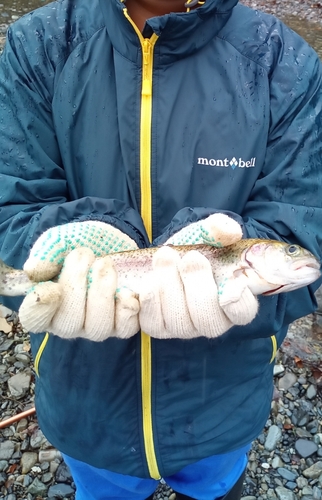 ニジマスの釣果