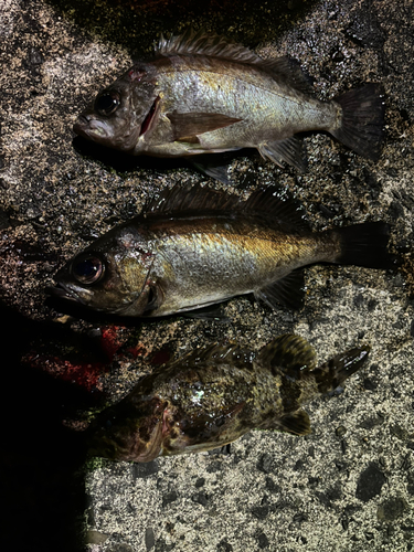 メバルの釣果