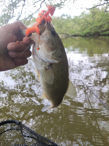 ラージマウスバスの釣果