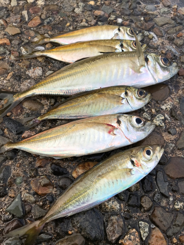 アジの釣果