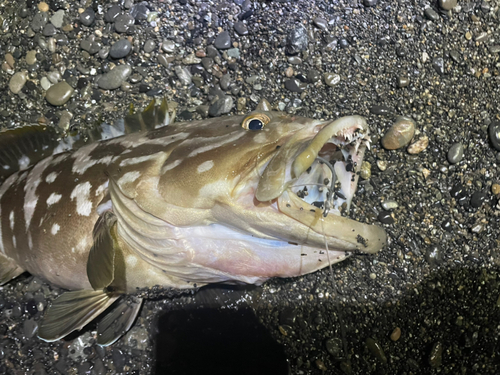 クエの釣果