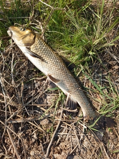 ニゴイの釣果