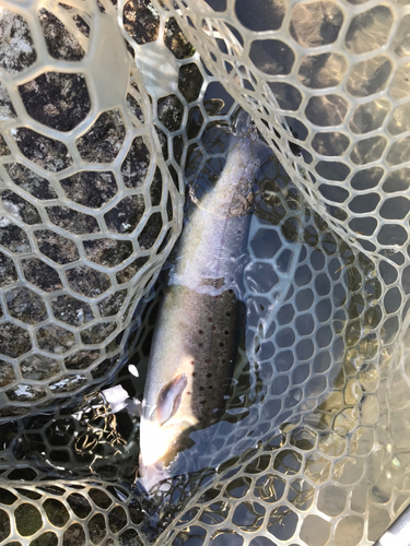 ブラウントラウトの釣果