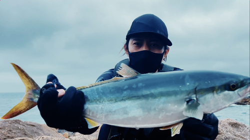 ヤズの釣果