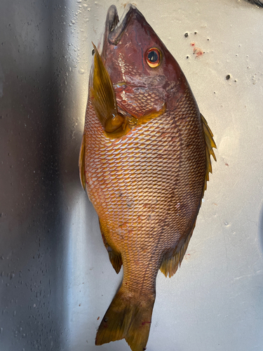 フエダイの釣果