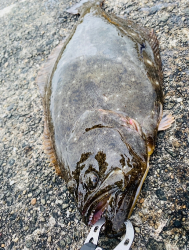 ヒラメの釣果