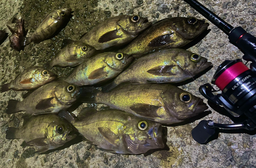 メバルの釣果