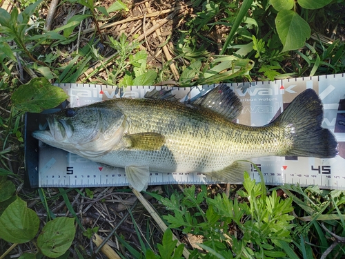 ブラックバスの釣果