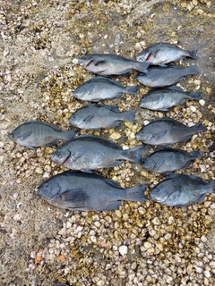 メジナの釣果