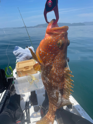 キジハタの釣果