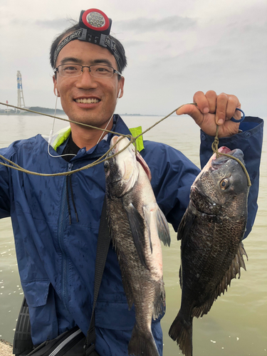 クロダイの釣果