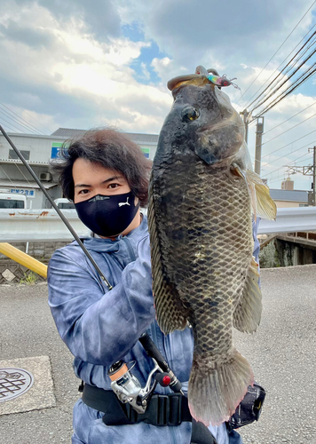 ティラピアの釣果